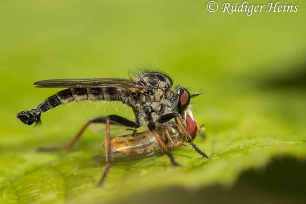 Neoitamus socius (Kleiner Strauchdieb) Männchen mit Beute