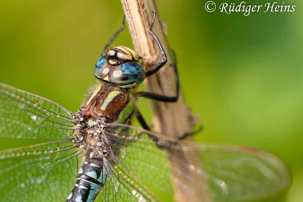 Brachytron pratense, Früher Schilfjäger, Männchen
