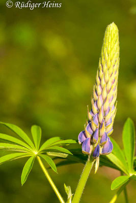 Lupinus polyphyllus (Vielblättrige Lupine)