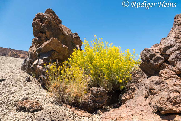 Teide-Rauke (Descurainia bourgaeana), 17.5.2023 - Panasonic DMC-FZ 1000