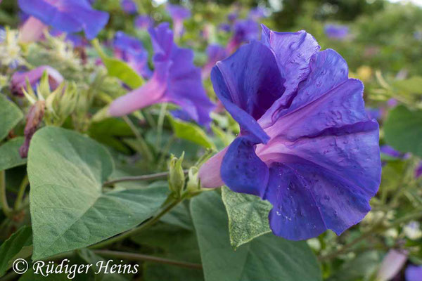 Purpur-Prunkwinde (Ipomoea purpurea), 10.7.2022 - Panasonic DMC-FZ 1000