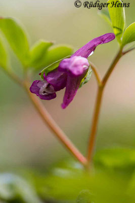 Corydalis intermedia, Mittlerer Lerchensporn