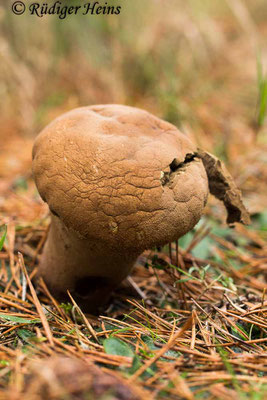 Lycoperdon excipuliforme (Beutel-Stäubling), 19.10.2017