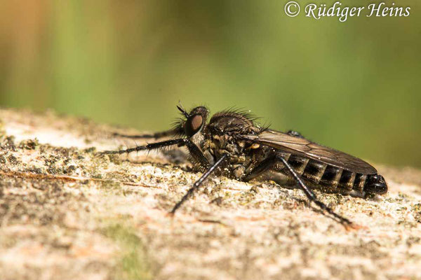 Lasiopogon cinctus (Gemeiner Grauwicht) Männchen, 29.4.2022