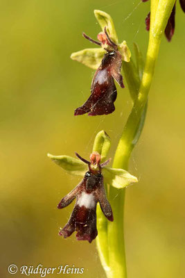 Ophrys insectifera (Fliegen-Ragwurz), 30.4.2024
