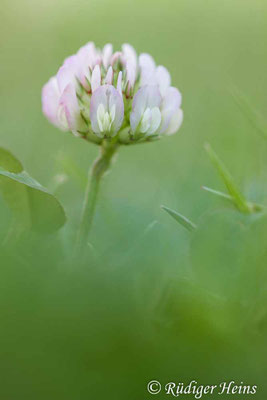Trifolium repens (Weißklee)