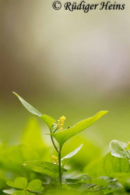 Maianthemum bifolium (Zweiblättrige Schattenblume)