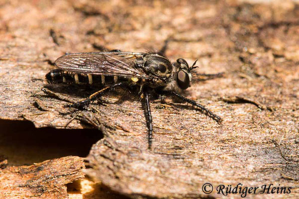 Cyrtopogon lateralis (Kleine Makelfliege) Männchen, 2.7.2021