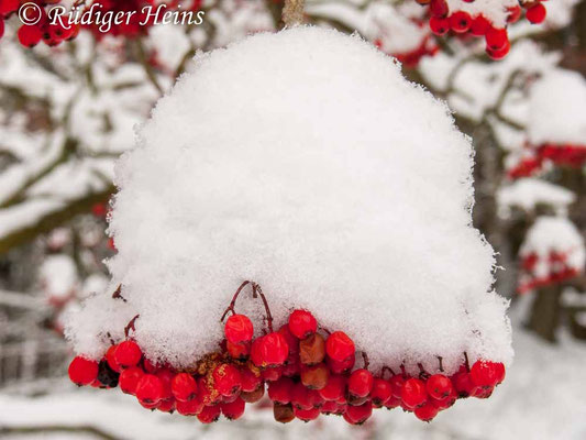 Sorbus aucuparia (Vogelbeere oder Eberesche)