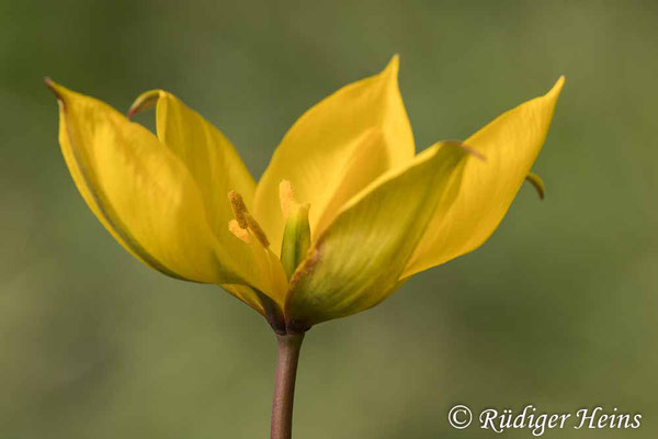 Tulipa sylvestris (Wilde Tulpe), 28.4.2021