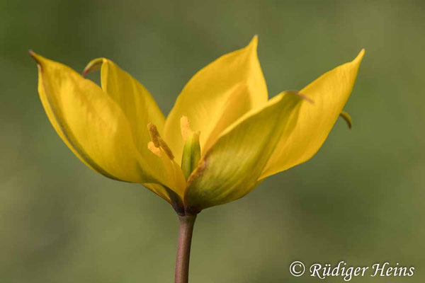 Tulipa sylvestris (Wilde Tulpe)