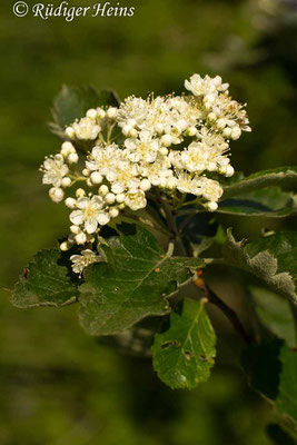 Sorbus intermedia (Schwedische Mehlbeere), 1.6.2014