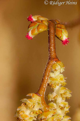 Corylus avellana (Gemeine Haselnuss), 2.4.2006