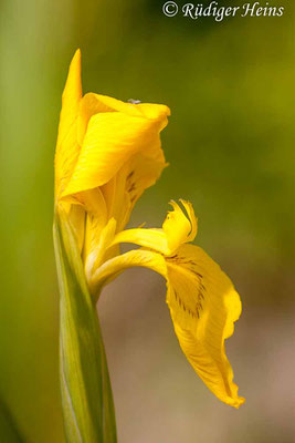 Iris pseudacorus (Sumpf-Schwertlilie), 24.5.2015