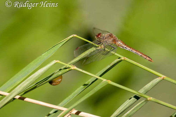 Sympetrum sanguineum (Blutrote Heidelibelle) Weibchen, 6.9.2010