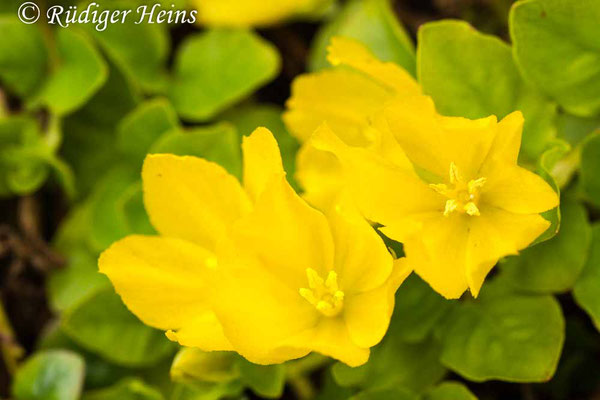 Lysimachia nummularia (Pfennigkraut), 12.6.2019