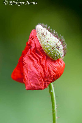 Papaver rhoeas, Klatschmohn