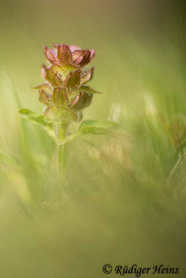 Prunella vulgaris (Gemeine Braunelle), 17.7.2022