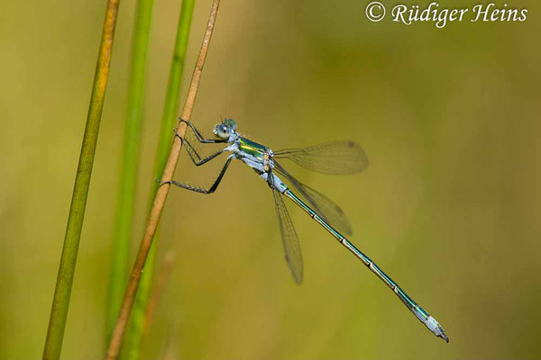 Lestes sponsa (Gemeine Binsenjungfer) Männchen, 9.7.2024