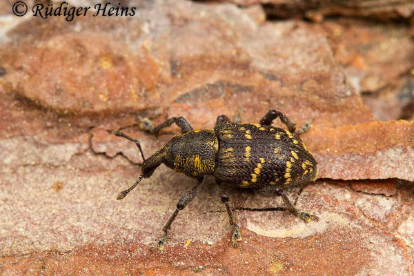 Hylobius abietis (Fichtenrüsselkäfer), 25.5.2019