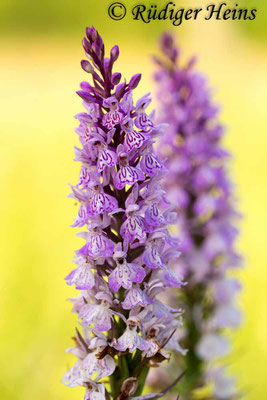 Dactylorhiza fuchsii (Fuchs' Fingerwurz), 21.6.2014