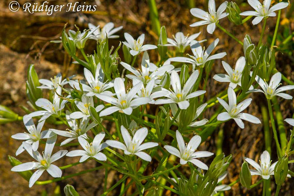 Ornithogalum umbellatum (Dolden-Milchstern)