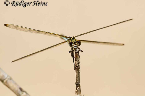 Epallage fatime (Blaue Orientjungfer) Weibchen,  15.5.2015