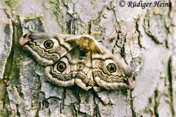 Saturnia pavonia (Kleines Nachtpfauenauge), 4.5.1986 (Scan vom Dia)