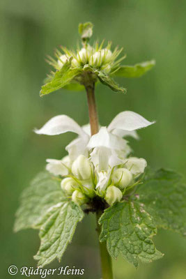 Lamium album (Weiße Taubnessel), 28.4.2017