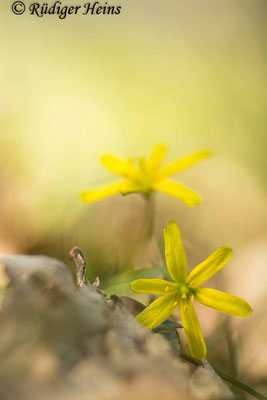 Gagea lutea (Wald-Gelbstern), 22.3.2022