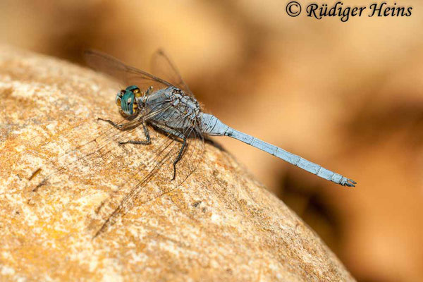 Orthetrum chrysostigma (Rahmstreif-Blaupfeil) Männchen, 30.10.2007