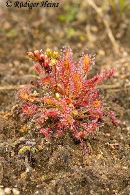 Drosera intermedia (Mittlerer Sonnentau), 16.8.2016