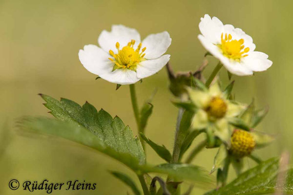 Fragaria vesca (Wald-Erdbeere)
