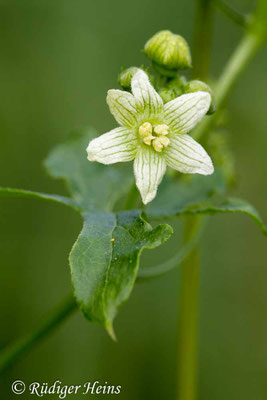 Bryonia alba (Weiße Zaunrübe), 16.7.2018