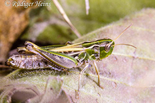 Stenobothrus nigromaculatus (Schwarzfleckiger Grashüpfer) Weibchen, 21.8.1990 (Scan vom Dia)