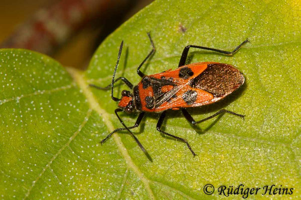 Corizus hyoscyami (Zimtwanze)
