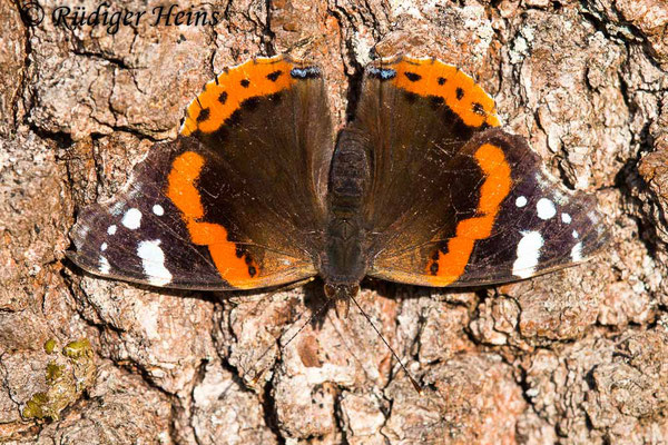 Vanessa atalanta (Admiral), 15.2.2023