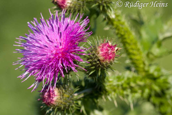 Carduus crispus (Krause Ringdistel), 6.9.2010