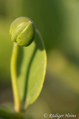 Echter Kapernstrauch (Capparis spinosa) junge Knospe, 26.5.2022 - Makroobjektiv 180mm f/3.5