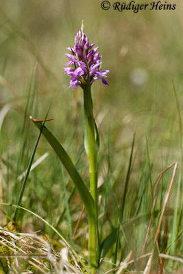 Dactylorhiza sphagnicola (Torfmoos-Knabenkraut), 26.5.2017