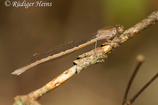 Sympecma paedisca (Sibirische Winterlibelle) Weibchen, 26.9.2015