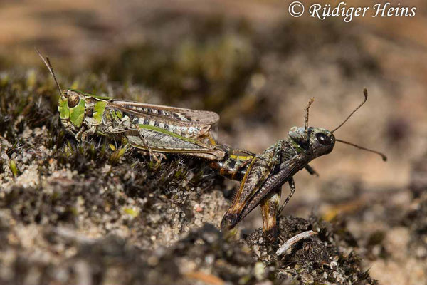 Myrmeleotettix maculatus (Gefleckte Keulenschrecke) Paarung, 23.8.2021