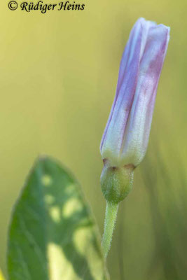 Convolvulus arvensis (Acker-Winde), 3.7.2022