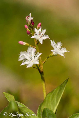 Menyanthes trifoliata (Fieberklee)