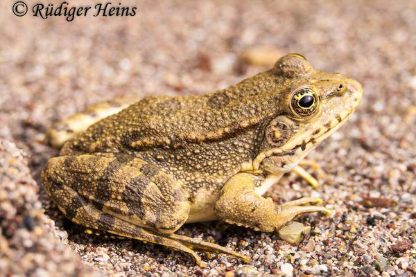 Pelophylax ridibundus (Seefrosch), 1.11.2007