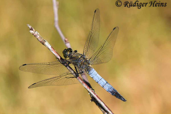 Orthetrum cancellatum (Großer Blaupfeil) Männchen, 7.6.2018