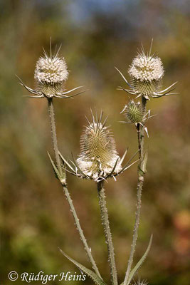 Dipsacus laciniatus (Schlitzblatt-Karde), 24.7.2007