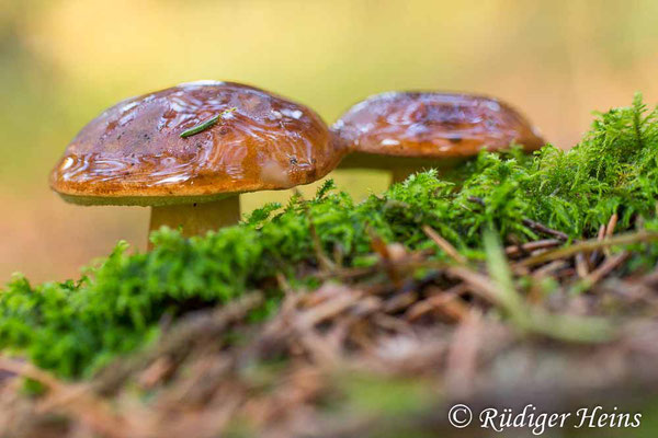 Xerocomus badius (Maronen-Röhrling), 16.10.2019