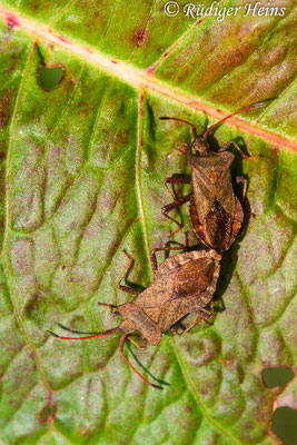 Coreus marginatus (Lederwanze), 29.5.2017