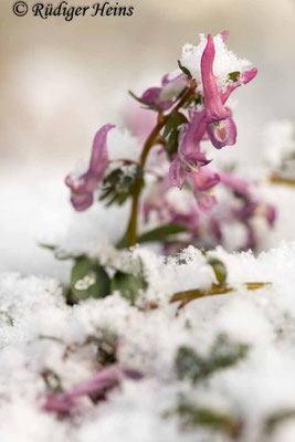 Corydalis solida (Gefingerter Lerchensporn), 6.4.2021